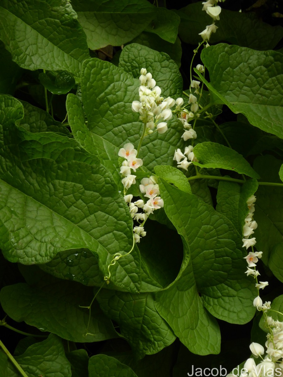 Antigonon leptopus Hook. & Arn.